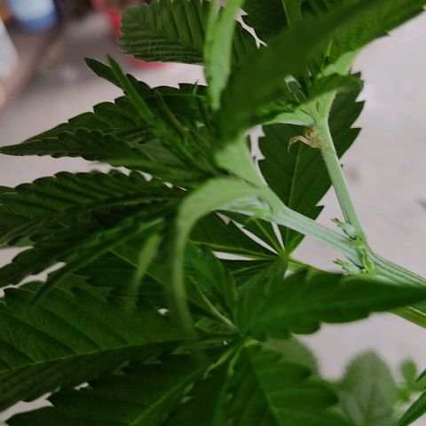 Tropicana wfc growlog photo: Encontré una araña blanca, no se si es buena o mala para la planta 