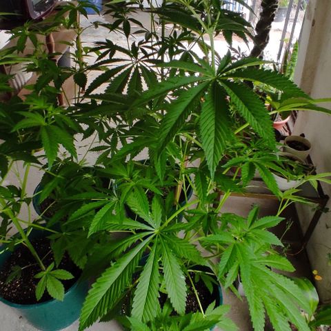 Tropicana wfc growlog timeline photo