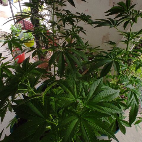 Tropicana wfc growlog timeline photo