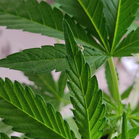 Tropicana wfc growlog photo: Encontré una araña blanca, no se si es buena o mala para la planta 