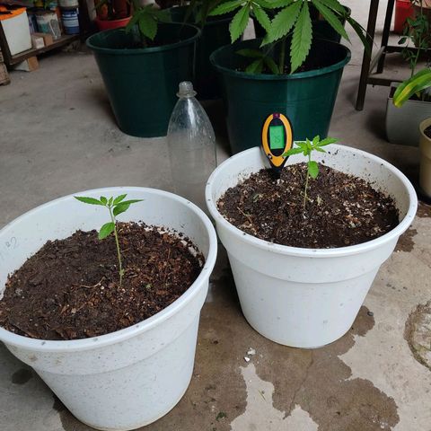 Bananaka growlog timeline photo