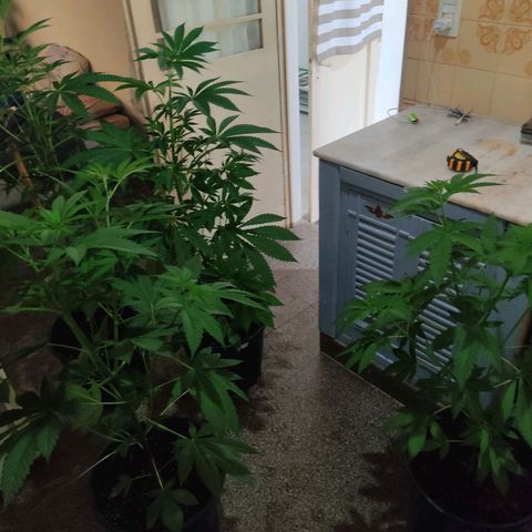 Tropicana wfc growlog timeline photo