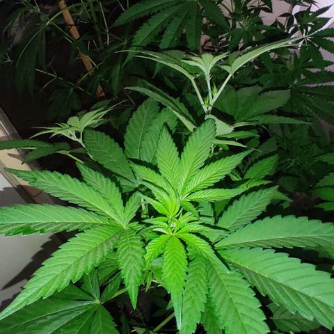 Tropicana wfc growlog timeline photo