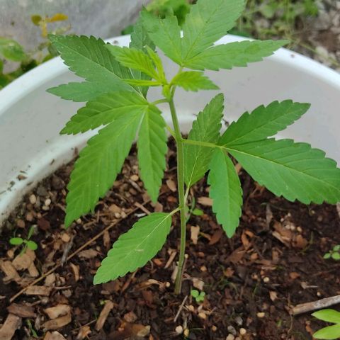 Bananaka growlog timeline photo