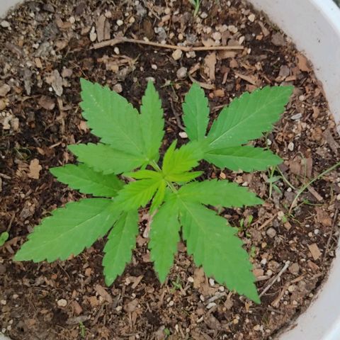 Bananaka growlog timeline photo