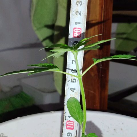 Bananaka growlog timeline photo
