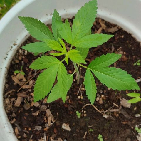 Bananaka growlog timeline photo