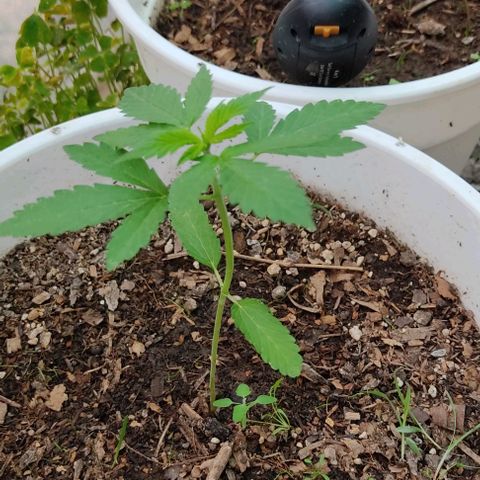 Bananaka growlog timeline photo