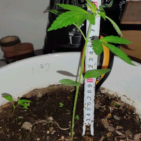 Bananaka growlog timeline photo