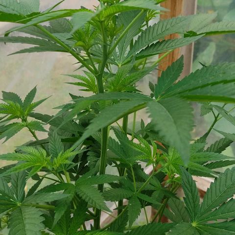 Tropicana wfc growlog timeline photo