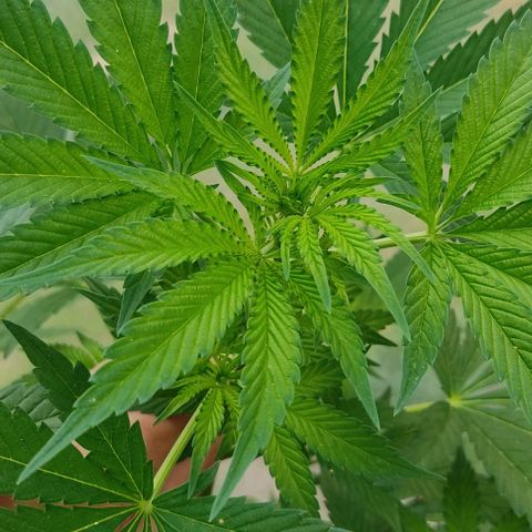Tropicana wfc growlog timeline photo
