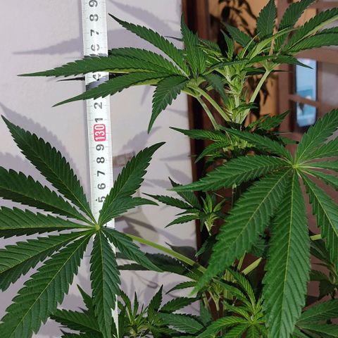 Tropicana wfc growlog timeline photo