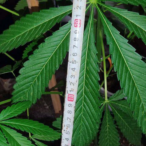 Tropicana wfc growlog timeline photo