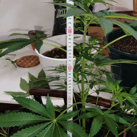 Tropicana wfc growlog timeline photo