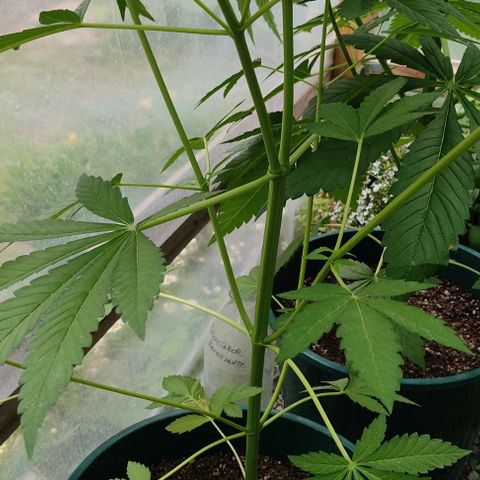 Tropicana wfc growlog timeline photo