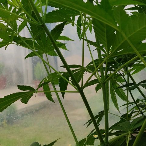 Tropicana wfc growlog timeline photo