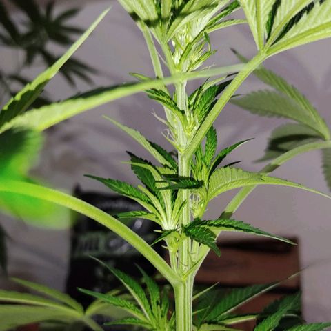 Tropicana wfc growlog timeline photo