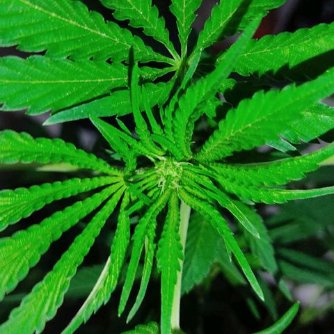 Tropicana wfc growlog timeline photo