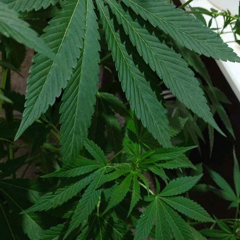 Tropicana wfc growlog timeline photo