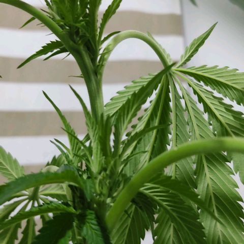 Tropicana wfc growlog timeline photo