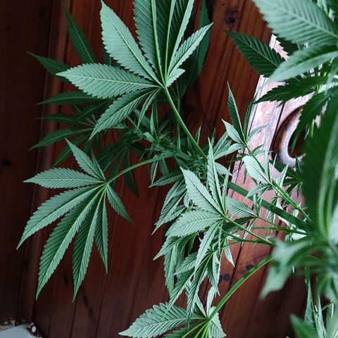 Tropicana wfc growlog timeline photo