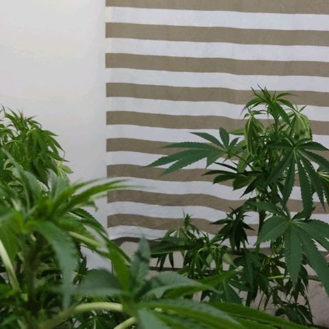 Tropicana wfc growlog timeline photo