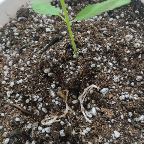 Bananaka growlog timeline photo