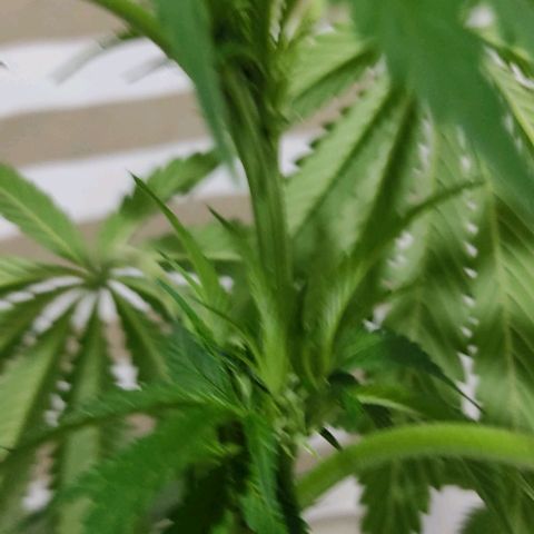 Tropicana wfc growlog timeline photo