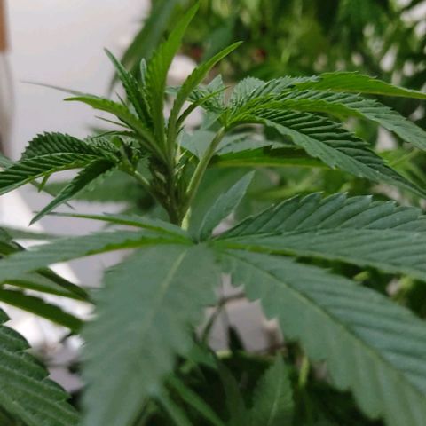 Tropicana wfc growlog timeline photo