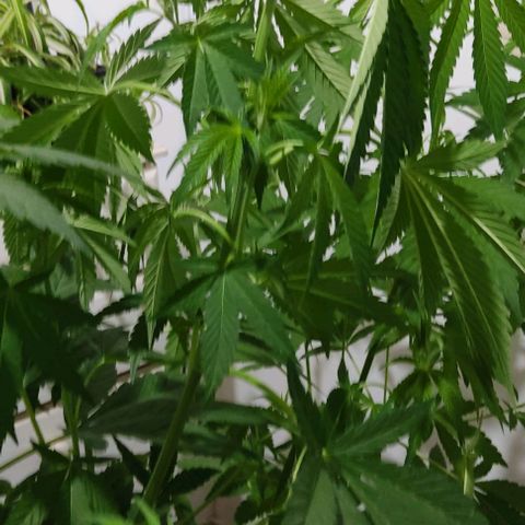 Tropicana wfc growlog timeline photo
