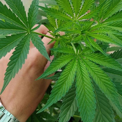 Tropicana wfc growlog timeline photo