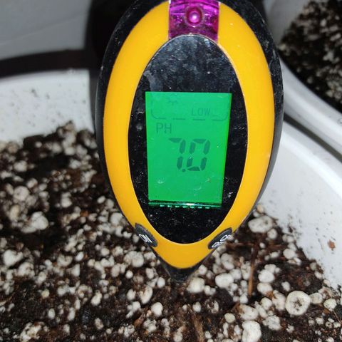Bananaka growlog timeline photo