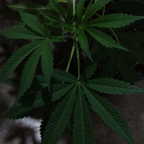 Tropicana wfc growlog timeline photo