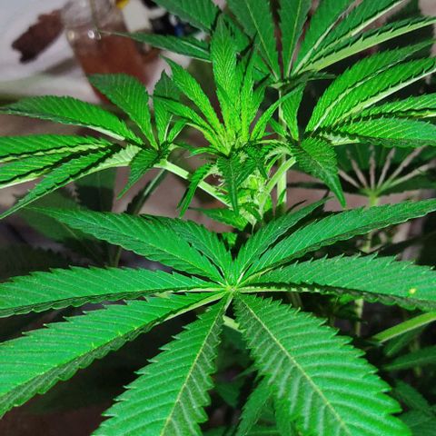 Tropicana wfc growlog timeline photo