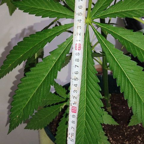 Tropicana wfc growlog timeline photo