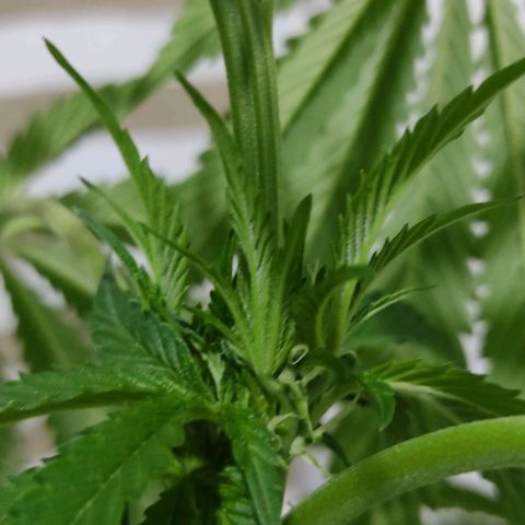Tropicana wfc growlog timeline photo