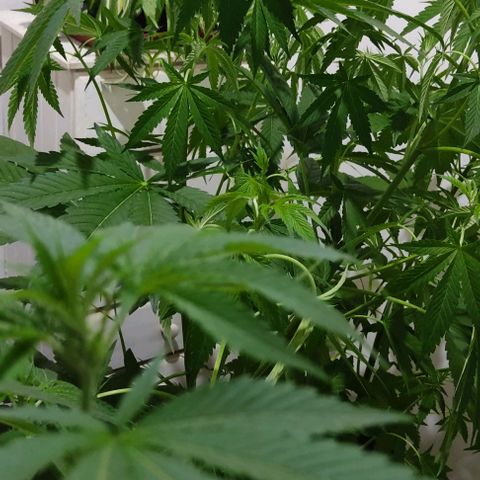 Tropicana wfc growlog timeline photo