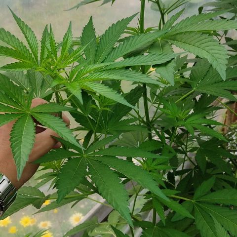 Tropicana wfc growlog timeline photo