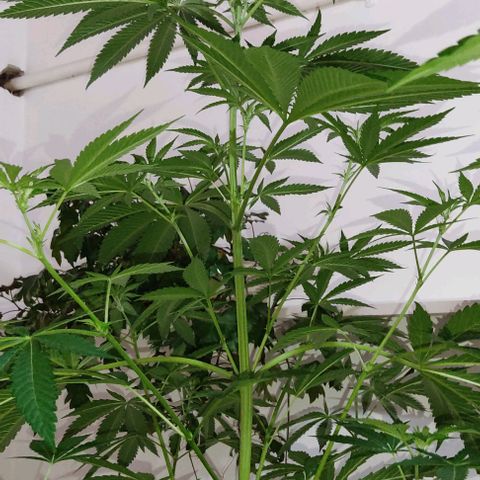 Tropicana wfc growlog timeline photo