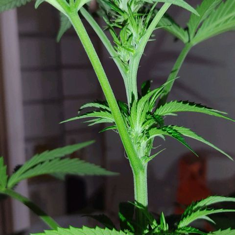 Tropicana wfc growlog timeline photo