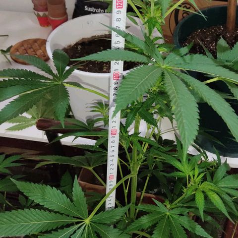 Tropicana wfc growlog timeline photo