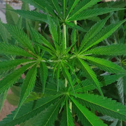 Tropicana wfc growlog timeline photo