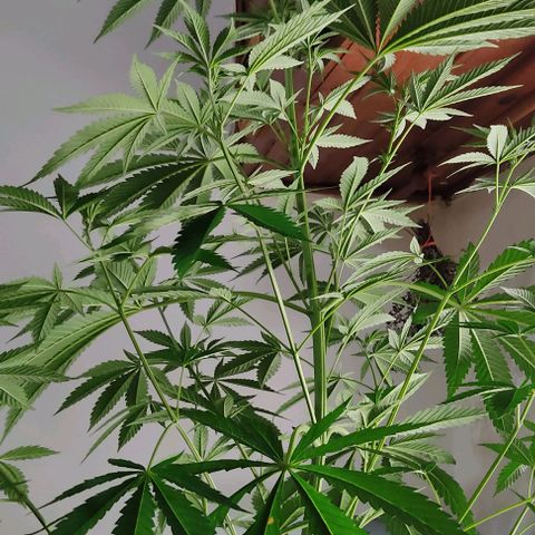 Tropicana wfc growlog timeline photo
