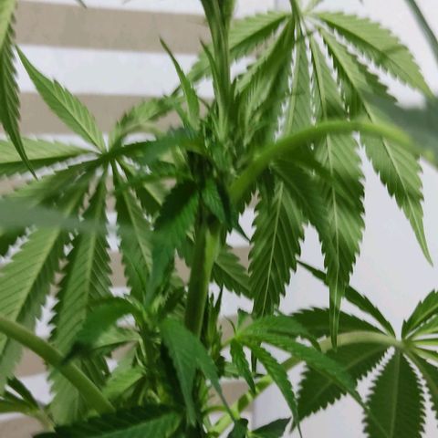 Tropicana wfc growlog timeline photo
