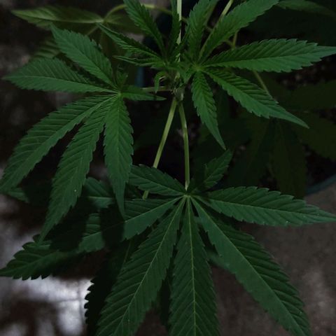 Tropicana wfc growlog timeline photo