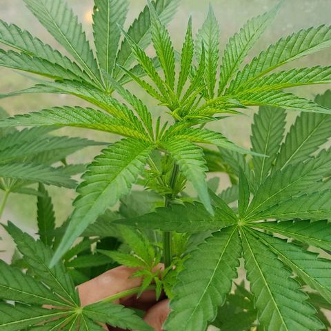 Tropicana wfc growlog timeline photo