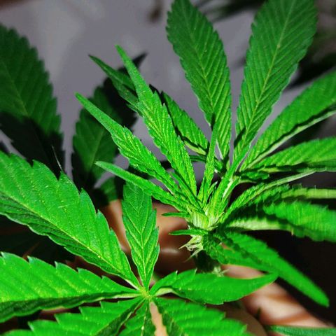 Tropicana wfc growlog timeline photo
