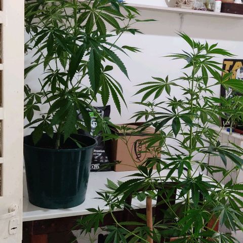 Tropicana wfc growlog timeline photo