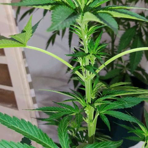Tropicana wfc growlog timeline photo