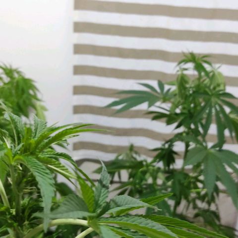 Tropicana wfc growlog timeline photo